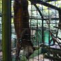 borneo683