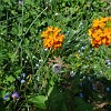 An example of odoriferous, gorgeous mountain meadow in North-Tian-Shan. The orange flowering plant is an endemic wallflower (Erysimum croceum) from the family Brassicaceae.