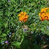 An example of odoriferous, gorgeous mountain meadow in North-Tian-Shan. The orange flowering plant is an endemic wallflower (Erysimum croceum) from the family Brassicaceae.