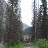 Fires of the last decade have destroyed large areas of forest consisting mainly of the native spruce trees from the genus Picea schrenkiana. These trees grow to 40-50 m tall and up to 1-2 m trunk diameter. They are important tree in central Asia for timber and paper production, where few other large trees exist.