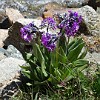 Only groups of the Primula turkestanica adorn the high mountain landscape near the shore of the streams.