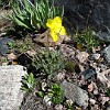 The ice poppy (Papaver croceum) grows at high elevation too.