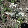 The Edelweiss (Leontopodium sp.) could be more often encountered than in the european Alps. And similar to Europe this plant is very popular in Kazakhstan too: there is even 500 Tenge silver coin dedicated to it.