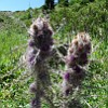 And one more bizarre plant of Tien-Shan: Schmalhausenia nidulans. It is the only known species of the Schmalhausenia genus from the daisy family.