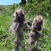 And one more bizarre plant of Tien-Shan: Schmalhausenia nidulans. It is the only known species of the Schmalhausenia genus from the daisy family.