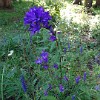 Ein Blumenmeer wohin man nicht hinschaut, sogar wie hier im Wald. Aber besonders haben mir die saftigen Bergwiesen im Nord-Tien-Schan angetan. So eine Blumenpracht habe ich bis jetzt noch in keiner anderen Gebirgsregion der Welt gesehen, auch nicht im kirgisischen Teil von Tien-Schan.