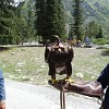 Ein kirgisischer Falkner mit seinem Steinadler.