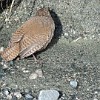 The young brown dipper (Cinclus pallasii) was probably not full fledged, because it tried to flee by foot. The adult birds are dark brown in color.