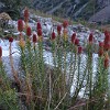 Die Rosenwurz (Rhodiola linearifolia) gehört zu der Familie Dickblattgewächse (Crassulaceae) und ist endemisch im Gebirge des Zentralasiens.
