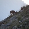 Am späten Abend erschien in der Nähe meines Zeltplatzes ein Rudel von Weibchen und Jungtiere des Sibirischen Steinbocks (Capra sibirica). Anscheinend waren sie an die Alpinisten im Basislager gewöhnt, so dass sie sich beim Fressen nicht stören liessen.