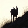 Ein Sibirischer Steinbock in der Dämmerung. Dass es ein Männchen ist, erkennt man an dem Kinnbart. Bei den männlichen Steinböcken können die Hörner über einen Meter lang werden, so dass wir hier noch mit einem Jungtier zu tun haben.