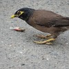 The common myna (Acridotheres tristis) adapted extremely well to urban environments and is very common in cities like Bishkek or Almaty.