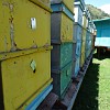 Bienenstöcke im malerischen Tal des Tschong Ak-Suu in Kungej-Alatau, das vom Dorf Grigorjewka erreichbar ist.