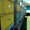 Beehives in the picturesque Chong-Ak-Suu gorge. The gorge descends from the Kungey Alatau to the village Grigoryevka.