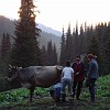 Beim Abendmelken machten auch die Söhne mit. Sonst aber ist Nurbek immer um 5 Uhr morgen aufgestanden um die Kühe zu melken. Die Milch wurde täglich dann durch einen Milchwagen aus dem Tal in die Molkerei in ihrem Heimatdorf Jeti-Oguz abtransportiert.