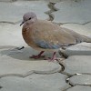 The laughing dove (Spilopelia senegalensis) could be often seen in Dushanbe. This species is spread over huge areas in Africa and Asia.