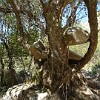 Huge boulders became wedged between the thick branches of the tree. It's an indication of the power of river water during the spring run-off.