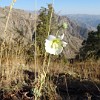 Die schöne Stockmalve Alcea nudiflora kommt auf sonningen Hängen in allen Staaten des Zentralasiens vor.