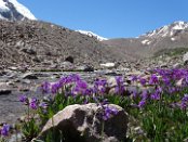 Auf dem Weg zum Pass der Touristen (3960 m) wurde die Vegetation immer karger und nur am Bach etwas üppiger. Der Pass selbst war Anfang Juli noch völlig zugeschneit und durch die Sonneneinstrahlung tagsüber nicht passierbar (tiefer Sulzschnee), so dass ich auf eine Überschreitung verzichtet habe. Das wichtigste Ziel dieser Wanderung, die Akklimatisation an große Höhen, habe ich jedoch erreicht, da ich immerhin auf über 3800 m gestiegen bin und auf 3500 m übernachtet habe. Dadurch hatte ich später im Khan-Tengri Basis Lager auf über 4100 m keine Probleme mit der Höhenkrankheit.