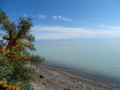 Die Ufer des Yssykköl-Sees sind gesäumt durch ausgedehnte Sanddorn-Büsche, die Anfang August schon Früchte trugen. Nach dem südamerikanischen Titicacasee ist der im Tianschan-Gebirge liegende See der zweitgrößte Gebirgssee der Erde, mit 668 m jedoch deutlich tiefer. Er liegt 1607 m über dem Meeresspiegel. In den Yssykköl münden 118 Flüsse, allerdings besitzt er keinen Abfluss. Dadurch fungiert der See wie ein Meer und das Wasser ist sogar leicht salzig.