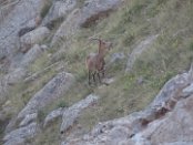 Ein Rudel Sibirischer Steinböcke erschien zum Fressen kurz vor der Dämmerung in Ala-Archa NP in der Nähe der Ratseka-Hütte. Diese Steinböcke waren leider die einzigen wilden Großsäuger, die ich in den Bergen von Zentralasien gesehen habe. Schuld daran ist vermutlich die massive Wilderei nach der Auflösung der Sowjetunion. Nach diesem Gemetzel haben sich die Bestände bis heute noch nicht erholt. Wenn ihre Beutetiere schon so selten sind, stehen die Chancen, die Raubtiere wie den Schneeleoparden oder den Isabellbär zur Gesicht zu bekommen, fast auf null.