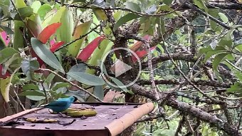 IMG_2607.mov