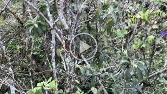 IMG_2618.mov