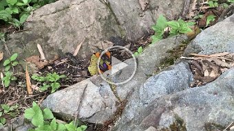 IMG_2625.mov