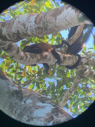 IMG_2339.jpeg