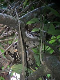 IMG_2435.jpeg