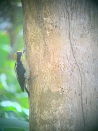 IMG_2449.jpeg