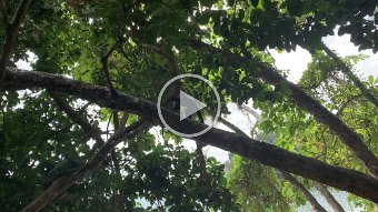 IMG_2474.mov