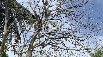 IMG_2709.mov