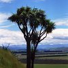A cultivated landscape near Lake Te Anau looks very much like comparable landscapes in the temperate zone in other parts of the world. Only the beautiful broad-leafed  Cabbage tree (Cordyline australis) remains us, that we are in New Zealand, because this tree is endemic to the islands.