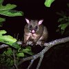 The nocturnal Brush-tailed Possum (Trichosurus vulpecula), introduced from Australia, has had a devastating effect on New Zealand's forests, selectively browsing on canopy leaves and all manner of epiphytic and ground-dwelling plants. One native mistletoe has been exterminated. The controlling of its population size is very difficult.