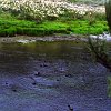 Die schwarzen Trauerschwäne (Cygnus atratus) auf dem Lake Waikaremoana in Te Urewera Nationalpark. Auch diese Vögel sind nicht heimisch: sie stammen aus Australien und haben sich in Neuseeland mittlerweile sehr gut eingebürgert.