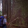 Because the trees in the temperate rain forest of Pacific Rim National Park, where the West Coast Trail is going through, receive high rainfall and could grow the whole year round they rich huge sizes, like the Sitka Spruce on the photo.