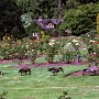 Die Kanada-Gänse grasen zwischen den Rosenbeeten im Stanley Park in Vancouver. Der Park ist eine grüne Oase inmitten der Großstadt und ein beliebter Erholungsort für die Einwohner.