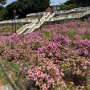 IMG_7105